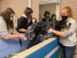 photo section esthétique canine