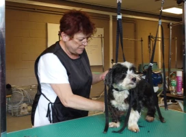 photo section esthétique canine